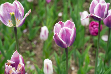 Beautiful colorful tulips in the garden.