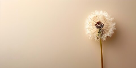 Elegant dandelion condolence card with neutral background for supporting during loss. Concept Condolence Card, Dandelion Design, Elegant, Neutral Background, Loss Support