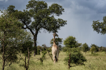 Kruger NP
