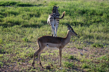 Kruger NP