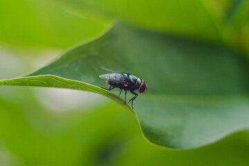 Big flies and green leaves