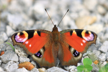 Peacock butterfly, Aglais io, one of the most beautiful butterflies in Europe