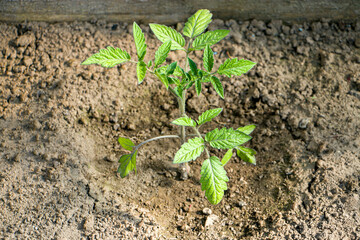 Growing Tomatoes. 
Tomato seedling.
Tomato seedlings planted in soil, farming and growing tomatoes in open ground on the field.