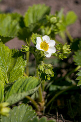 Strawberry Flowers. Growing Strawberries. Strawberry blossom and green leaves, beautiful white flowers bloomed in the garden