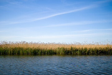 River bank overgrown with reeds.
View of the river bank overgrown with reeds. Blue water, yellow and green reeds and blue sky.