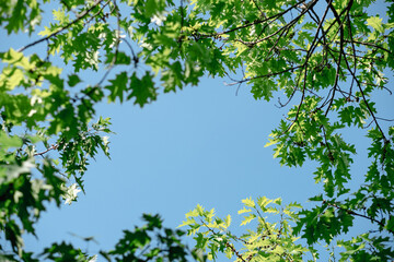 Grüne Blätter vor blauem Himmel