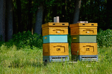 Brightly painted wooden bee hives arranged in row in grassy meadow near forest edge on sunny...