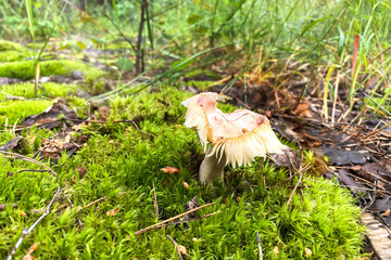 Russula Pers in autumn forest. Season of mushrooms in forest.
