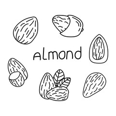 Almonds set in doodle style. Vector isolated on yellow background