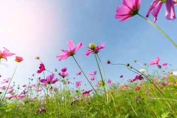Amazing and beautiful of cosmos flower field landscape.background. © tonjung