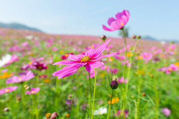 Amazing and beautiful of cosmos flower field landscape.background.
