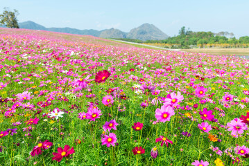 Obraz premium Amazing and beautiful of cosmos flower field landscape.background.