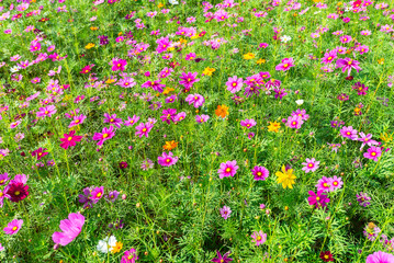 Amazing and beautiful of cosmos flower field landscape.background.