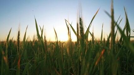 green wheat field agriculture. agriculture business concept. landscape green wheat field at sunset general view. a beautiful field of young farm wheat with green ears at sunset sways in the wind