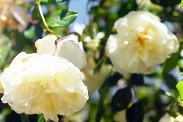 Two large lush buds of a yellowish rose, illuminated by the bright sun. Summer in the garden - close-up of a double rose blooming.
