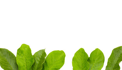 Guava leaves on white background.