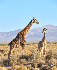 Wild life, giraffes and sky in Africa for nature, landscape or bush with plants, field and environment. Indigenous animal, outdoor and mountain in tropical summer location by Serengeti National Park