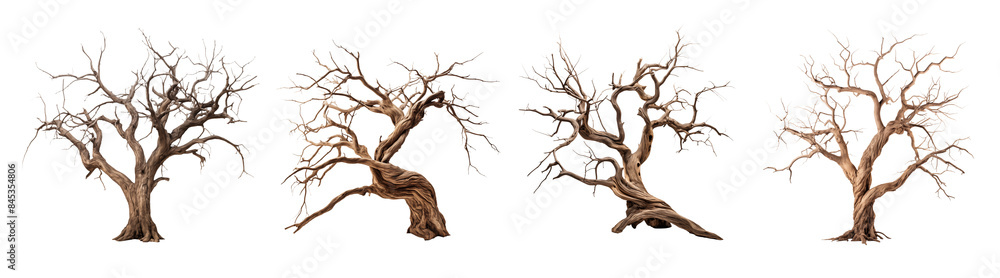 Wall mural dead tree set with branches and twisted trunk. leafless tree on transparent background