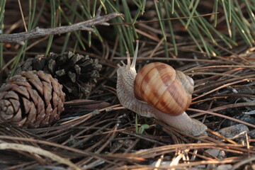 Hlemýžď zahradní - Helix pomatia)