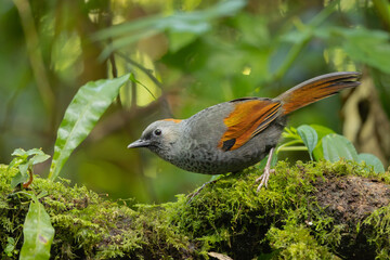 An endangered Golden-winged Laughingthrush perched on a moss-covered tree trunk in the Annamite Mountains