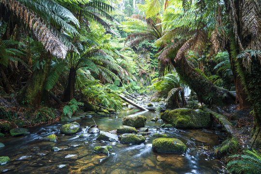 River in the green lush rainforest, Beech Forest, Victoria, Australia