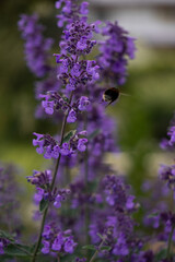 Buzzing Beauty: A Bumblebee's Dance Among Catmint Blooms