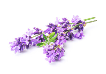 Fototapeta premium Bunch flower lavender therapeutic herbs, isolated on white background.