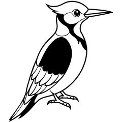 Beautiful bird Woodpecker line art vector svg