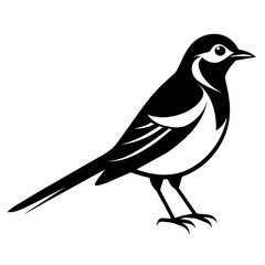 Wagtail bird different style vector illustration line art