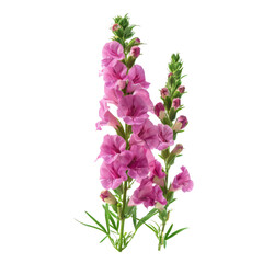 Fototapeta premium Pink Snapdragon Flower Bouquet isolated on transparent background.
