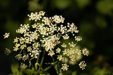 Kózkowate na białych kwiatach w lecie na łące © Joanna Tauriel