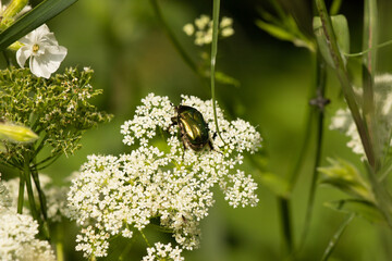 Zielony chrząszcz z błyszczącymi skrzydłami na łące w czerwcu w Polsce © Joanna Tauriel