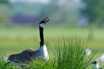 Canada goose on the west coast in Sweden