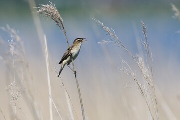 Sedge warbler in the reed