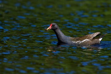 Common moorhen in the water 