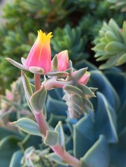 Succulent plant flowering pink in summer
