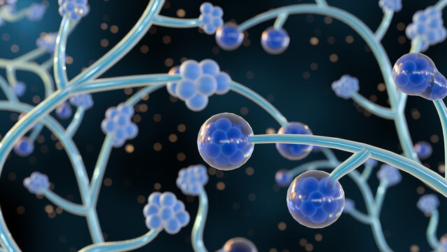 3d rendering of Candida albicans, it is an opportunistic pathogenic yeast that is a common member of the human gut flora