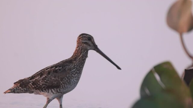 South American Snipe walking along still marsh water in slow mo. Barba Azul Nature Reserve, Beni, Bolivia