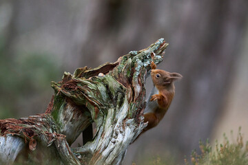 Red Squirrel (Sciurus vulgaris) feeding in a forest in the Highlands of Scotland.