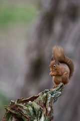 Red Squirrel (Sciurus vulgaris) feeding in a forest in the Highlands of Scotland.