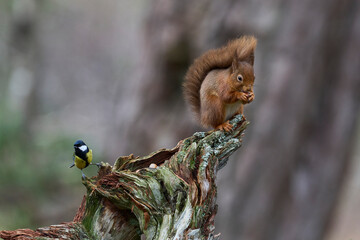 Obraz premium Red Squirrel (Sciurus vulgaris) feeding in a forest in the Highlands of Scotland.