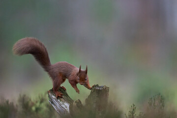 Red Squirrel (Sciurus vulgaris) feeding in a forest in the Highlands of Scotland.