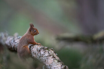 Red Squirrel (Sciurus vulgaris) feeding in a forest in the Highlands of Scotland.