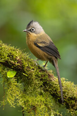 Black-crowned Barwing perched on a moss-covered branch in the Annamite Mountains forest