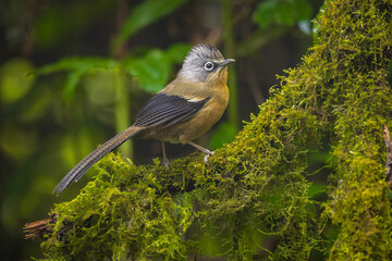 Black-crowned Barwing perched on a moss-covered branch in the Annamite Mountains forest