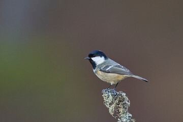 Coal Tit (Periparus ater) perched on a branch in the highlands of Scotland