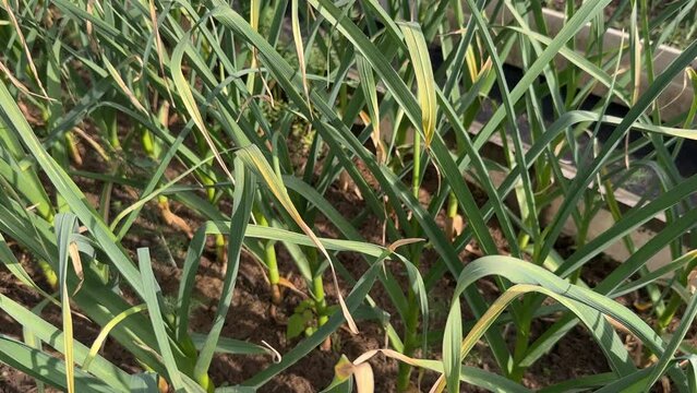 Garlic Leaves Turn Yellow Close-up in the Vegetable Summer Garden. Chlorosis concept, Deficiency in Garlic Sprout.