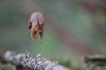 Red Squirrel (Sciurus vulgaris) feeding in a forest in the Highlands of Scotland.