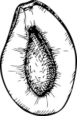 Hand-drawn plum illustration. Vector fruit sketch on transparent background