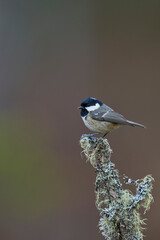 Obraz premium Coal Tit (Periparus ater) perched on a branch in the highlands of Scotland